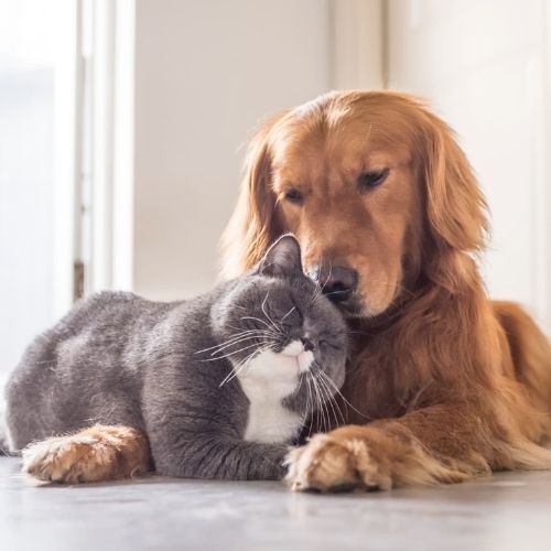 Pet Accessories – Comfort and Style for Your Pets - WFP Store